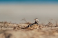 Skrivan dudkovity - Alaemon alaudipes - Greater Hoopoe-Lark o0435